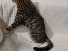 Бенгальский котенок метис объявление продам