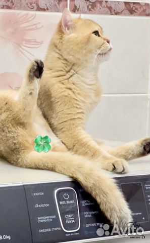 Вязка Золотая шиншилла кот 11 ny