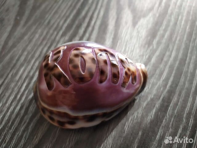 Ракушка Коля