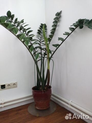 Замиокулькас