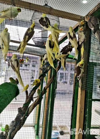 Попугай корелла