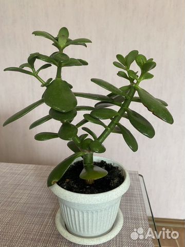 Денежное дерево