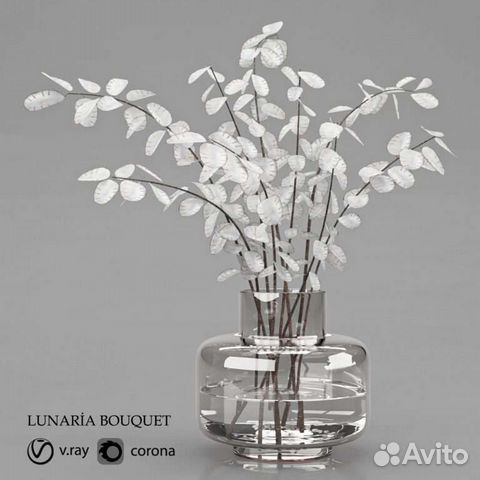 Семена Лунарии сухоцвет