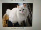 Белая молодая кошка (стерилизованная) объявление продам