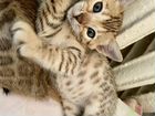 Бенгальские котят от элитных родителей WCF объявление продам