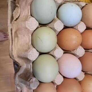 Домашние яйца, лапша, молоко козье, сметана, мясо