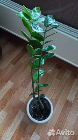 Продам растение замиокулькас или долларовое дерево