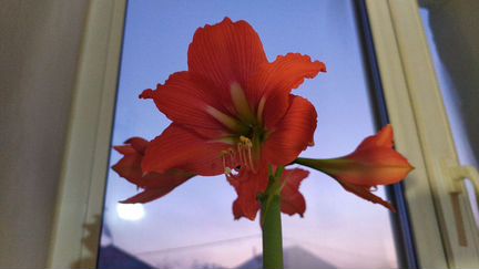 Комнатные цветы. Гиппеаструм, хлорофитум, герань