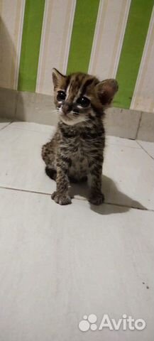 Азиатский леопардовый котенок. алк