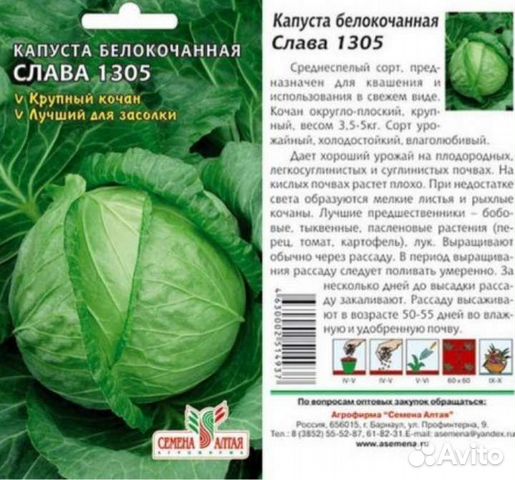 Капуста для засолки слава фото Рассада капусты купить в Тамбовке Товары для дома и дачи Авито