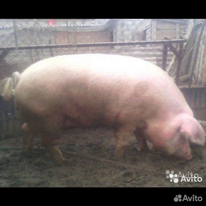 Куплю свинину живым. Свиноматки рыжие кг 120-130 кг фото. Свиноматки рыжие кг 120-130 кг фото большие.