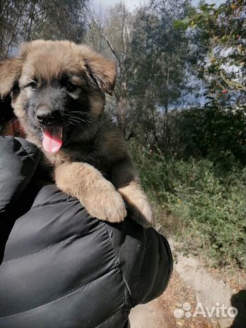 Щенок Кавказской Овчарки