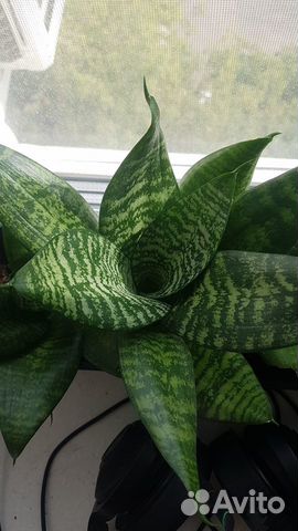 Сансевиерия Хана (каменная роза)