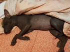 Лысая пируанская собака объявление продам