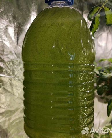 Хлорелла для водоемов свежая