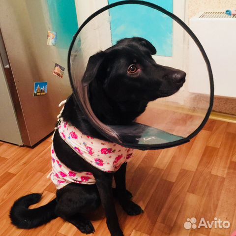 Ветеринар.Стерилизация и кастрация собак и кошек