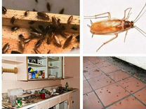 Уничтожение клопов тараканов кротов клещей комаров