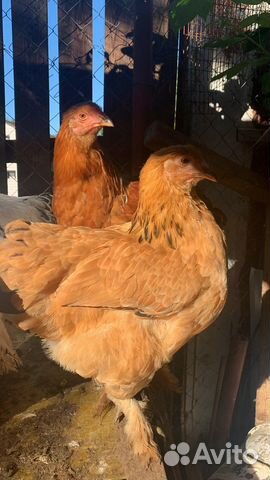 И/я брама, маран, семья брама, михилейка