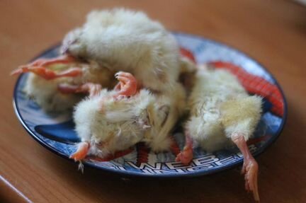 Цыплята замороженные на корм