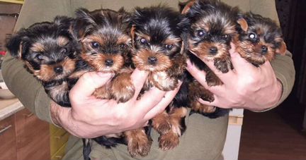 Йоркширский терьер мини