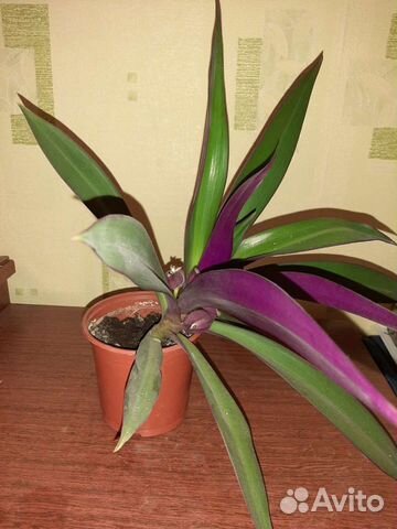 Золотой ус (покрывальчатое рео)