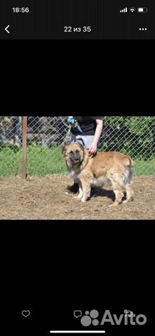 Собака в добрые руки леонбергер