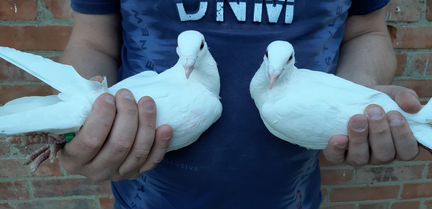 Белые голуби на свадьбу