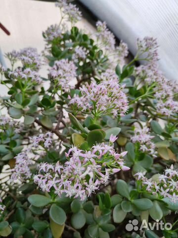 Толстянка Денежное дерево