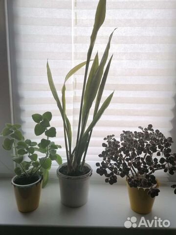 Сансевиерия, аихризон, домашняя мята