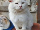 Белый пушистый кот бездомный объявление продам