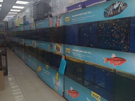 Аквариумные рыбки