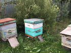 Пчелы с ульями объявление продам