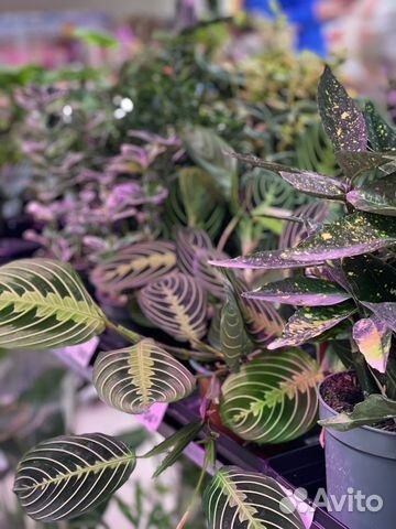 Комнатные растения