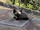 Сиамские котята девочка объявление продам