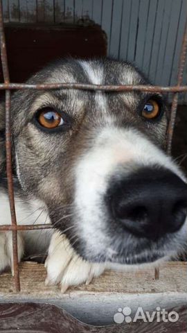 Собака ищет дом