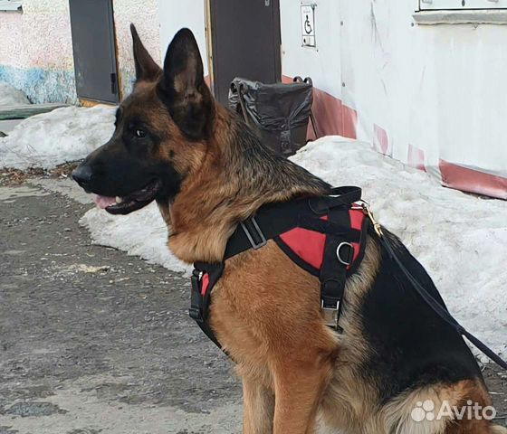 Профессиональная амуниция для собак