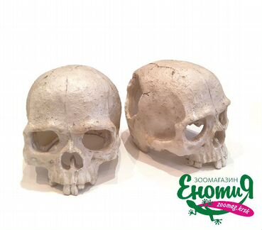 Череп человека для террариума