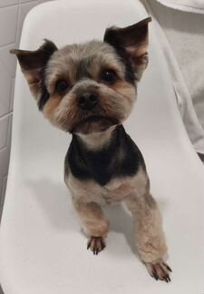 Грумер, стрижка собак и кошек