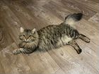Сибирский кот. Вязка объявление продам