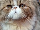 Персидский кот вязка