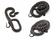 Разные виды змей. В опытные руки