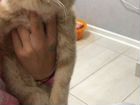 Экзотическая короткошерстная кошка объявление продам