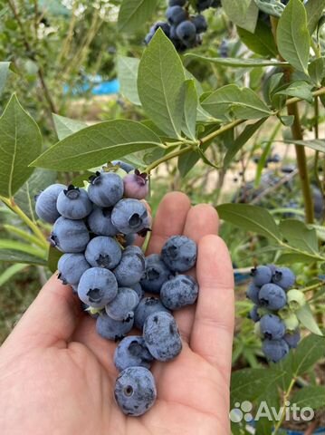 Голубика высокорослая садовая