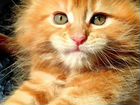 Котята мейн-кун рыжий мальчик