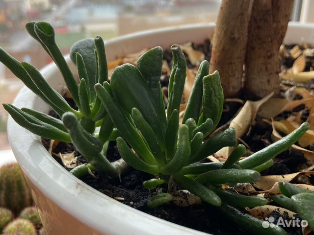 Крассула хоббит