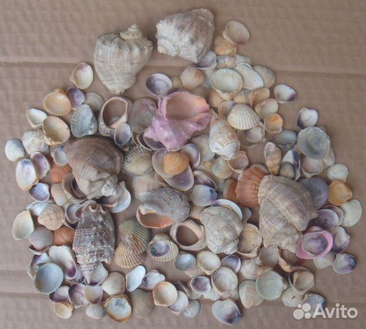 Ракушки для декора, поделок