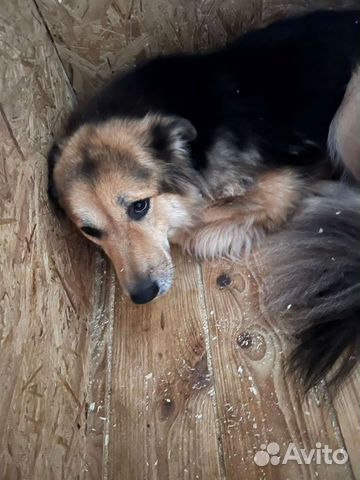 Собака из приюта ищет семью