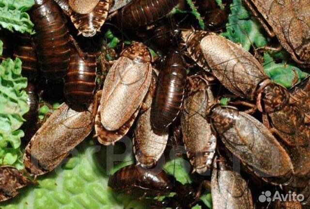 Кормовые тараканы и мокрицы