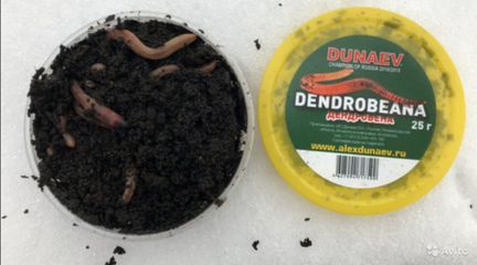 Червь/опарыш/дендробена/мотыль свежий