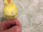 Птенчики волнистого попугая объявление продам